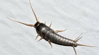large silverfish found in a kitchen in maidstone
