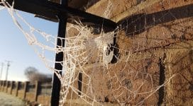 Spider removal identified by the web