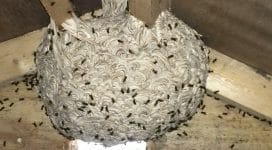 Wasp nest found in a loft in Maidstone, Kent
