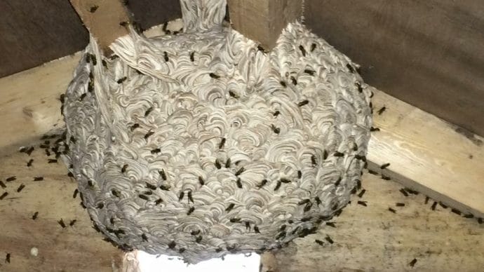 Wasp nest found in a loft in Maidstone, Kent