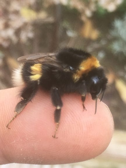 A white tailed bumble bee