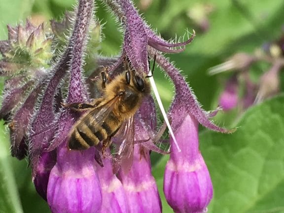 Feral Honey Bee on a flower.