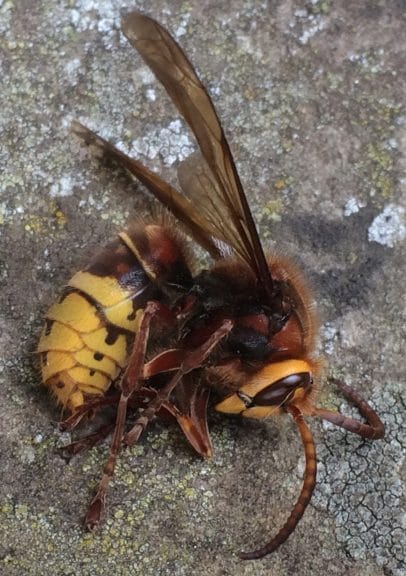 A european hornet common to the UK