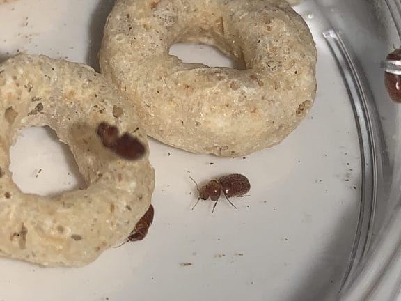 Tobacco beetle on a cereal