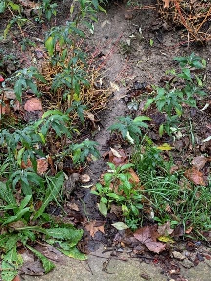 Trail left behind by rats in the garden