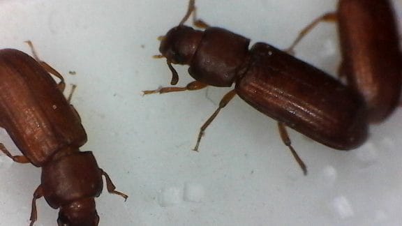 Confused Flour Beetle found in a food cupboard