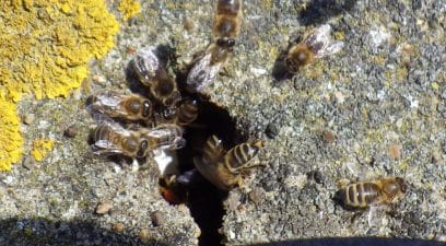 Honey bees nesting in a chimney | Bee swarm removal Kent