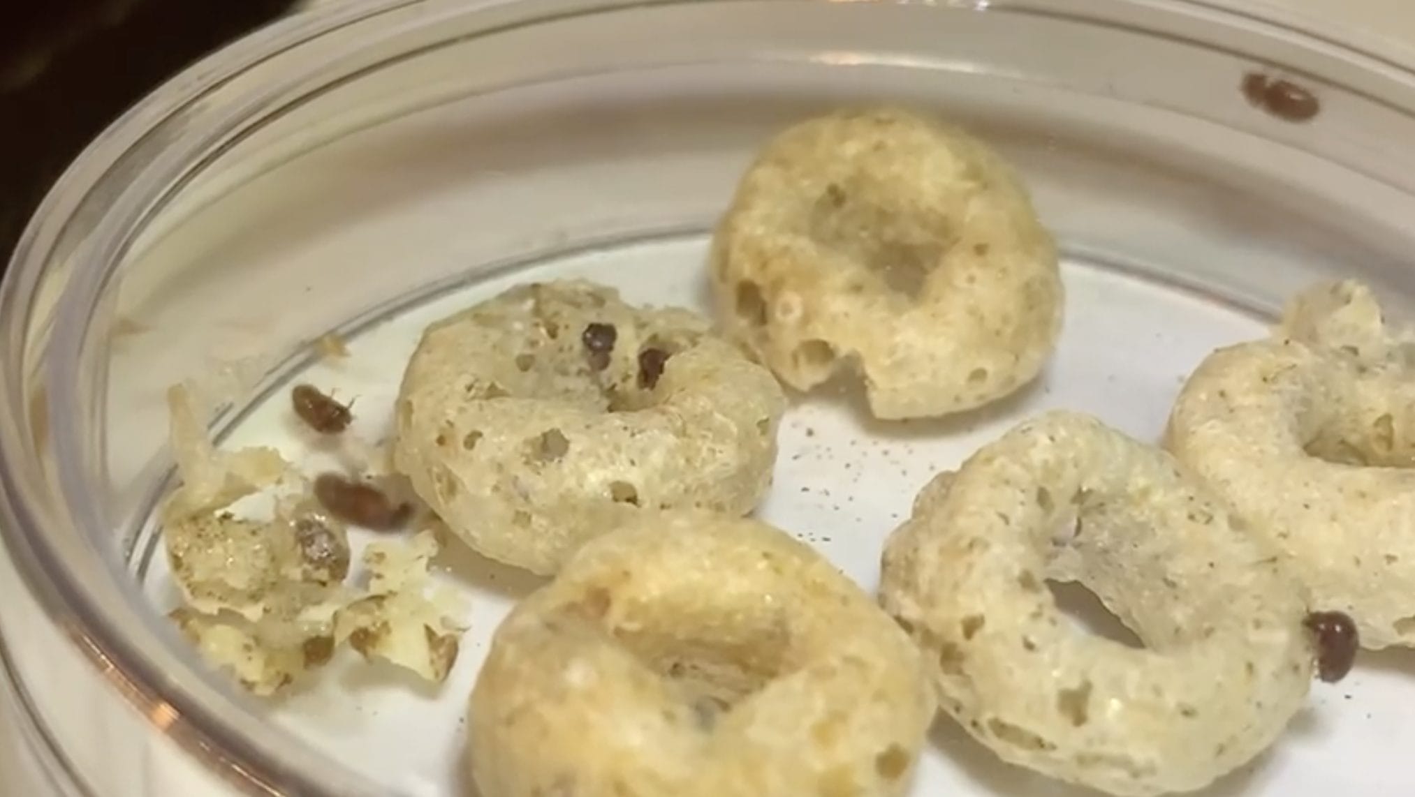 stored product insects in a petri dish