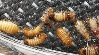 Variegated Carpet Beetle Larvae also known as Woolly Bears