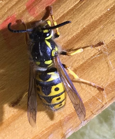 A queen wasp. Wasp nest removal in Maidstone.