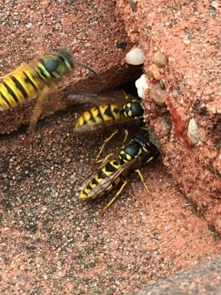 Female workers wasps entering the wasp nest.