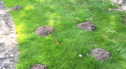 Garden Moles in Maidstone
