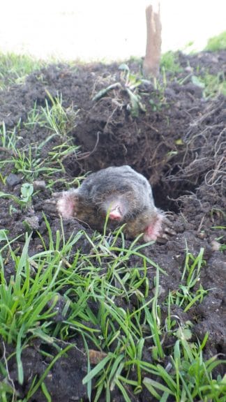 A garden Mole in a garden in Maidstone