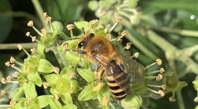 Ivy Bee | Bee Removal Maidstone