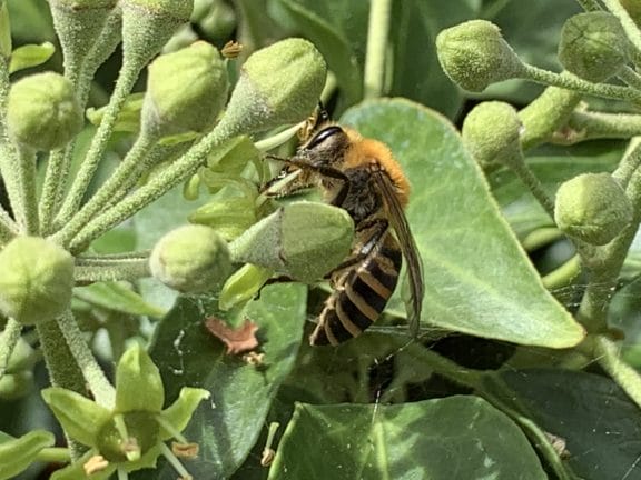 Bees in September