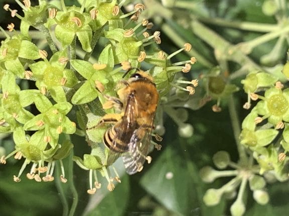 Ivy Bee Identification