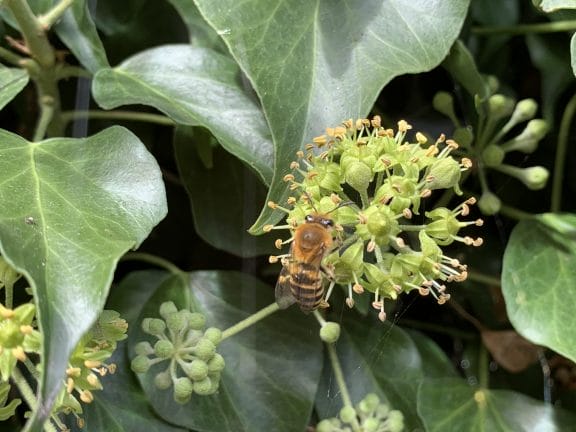 An ivy bee on an ivy flower