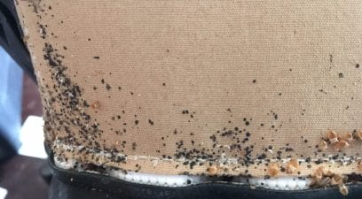 Signs of a bed bug infestation