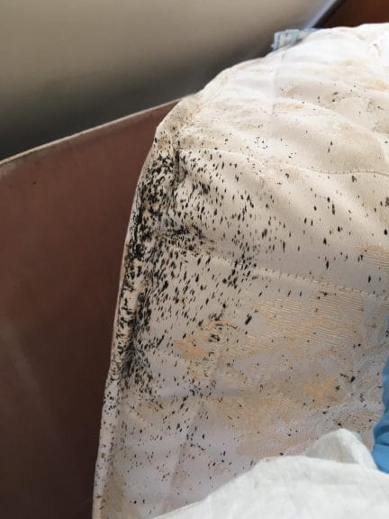 Signs of a bed bug infestation on a bed
