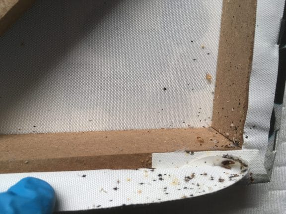 Bed bug eggs, young bed bugs and adult bed bugs. Bed bug infestation.