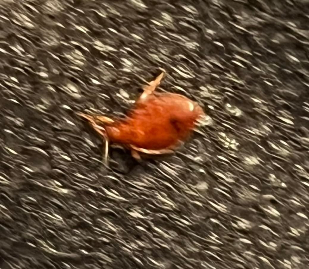 Red bed bug on a black background