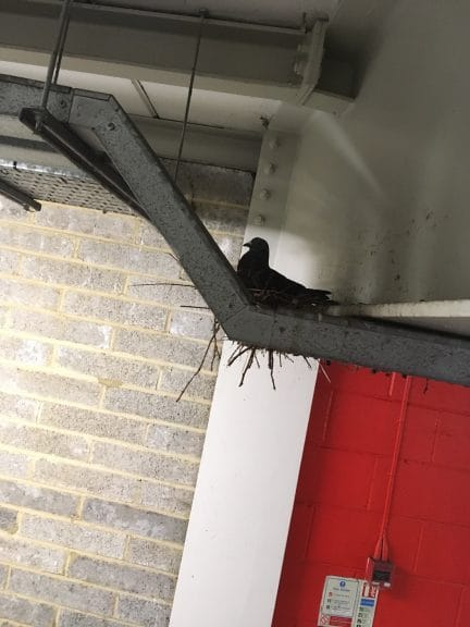 An unwanted pigeon nesting in a building