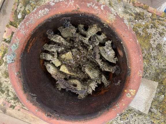 Honey bees and honeycomb in a chimney