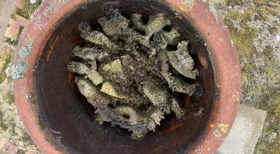 Bees in a chimney - Pest Tech's guide on How to Get Rid of Bees in a Chimney