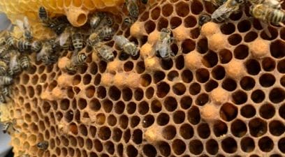 honey bee hive discovered from a home in maidstone