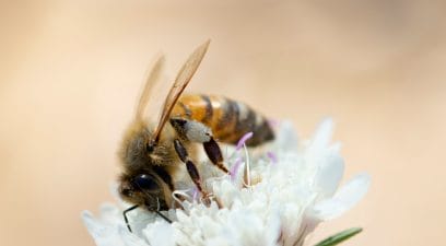 Bee removal homeowners insurance