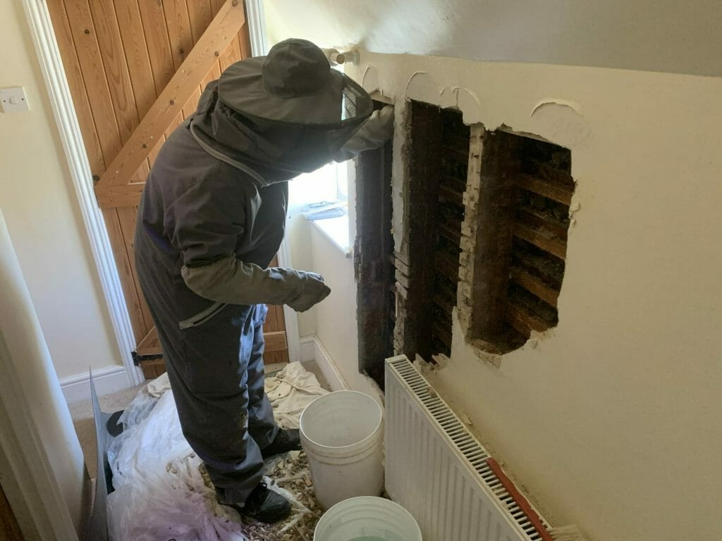 pest tech technicians removing a bee infestation from the walls of a maidstone home