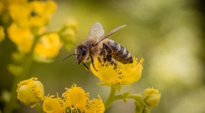 Can honeybees be removed without killing them?