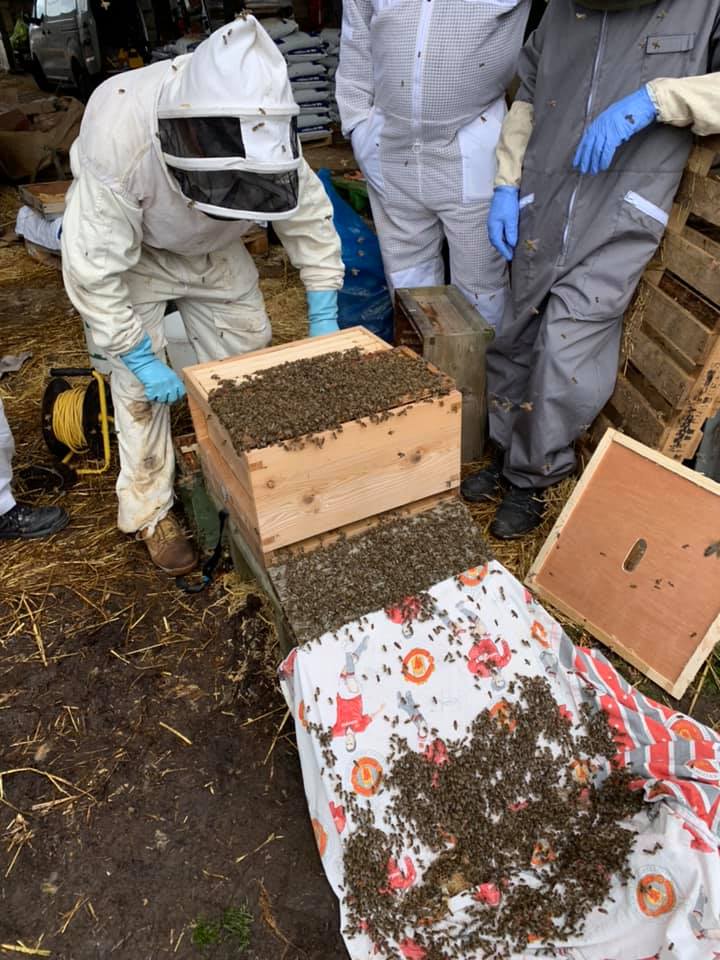 bees in a crate following a bee removal service in maidstone kent