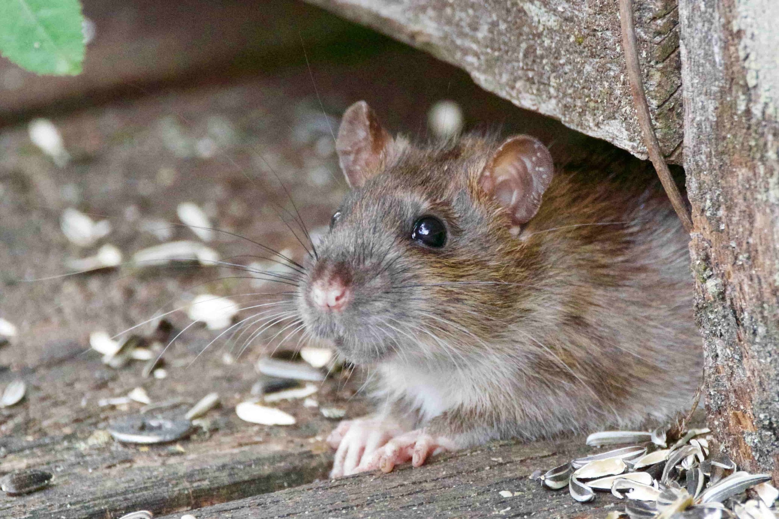 How to Prevent Rats from Entering Your Drains?