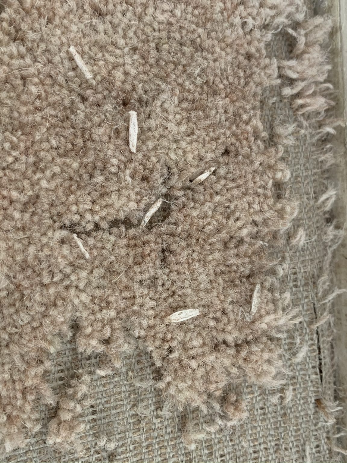 Are Carpet Moths The Same As Clothes Moths? • Pest-Tech • Carpet Moth