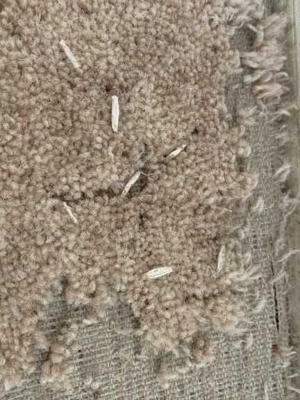 Damage to carpet caused by common clothes moth. found by pest control Maidstone