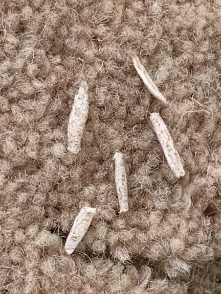 Carpet Moths The Same As Clothes