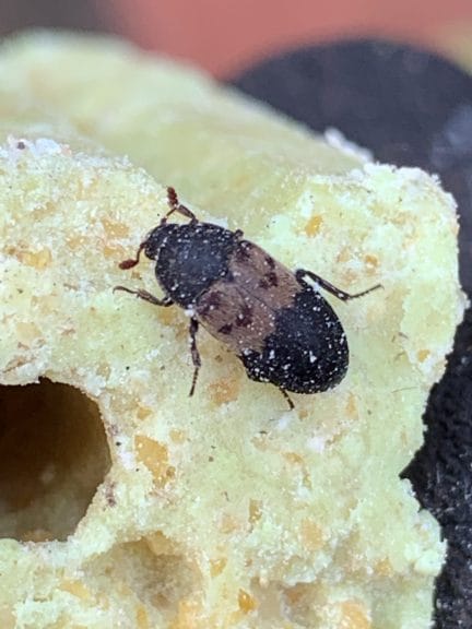 Larder Beetle found by Maidstone pest control company Pest-Tech