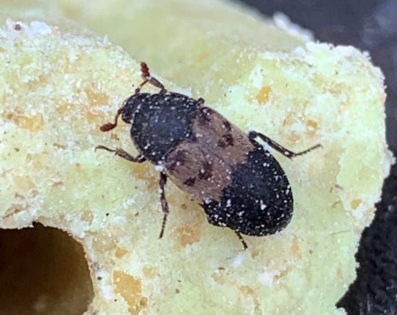 Larder Beetle found by Maidstone pest control company Pest-Tech