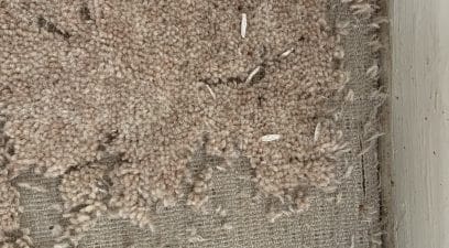 Carpet moth damage.
