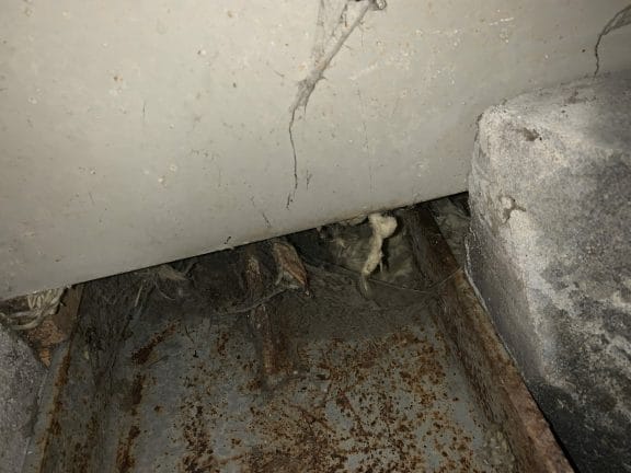 Rats in a commercial building