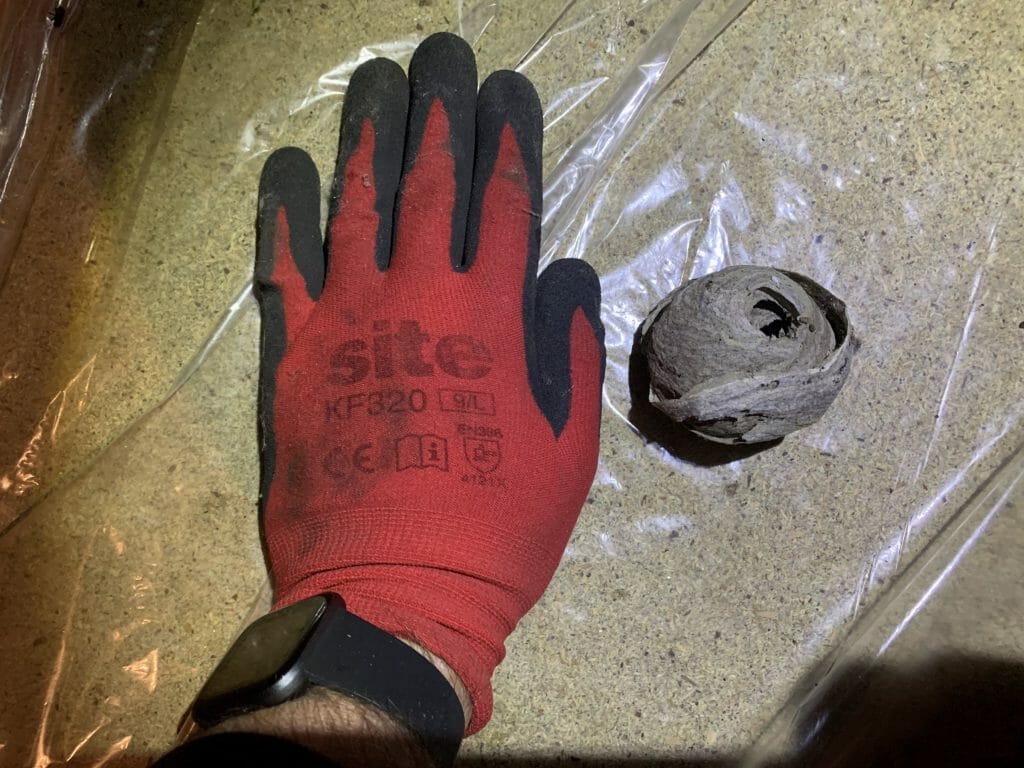 What a new wasp nest looks like, hand is there for scale