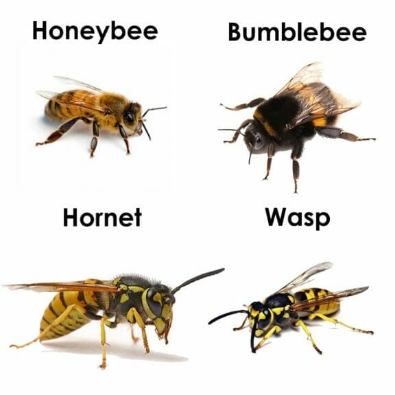 infographic showing the difference in appearance between bees and wasps