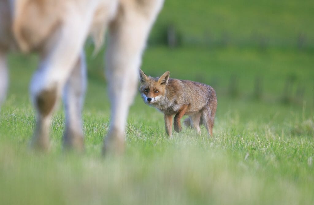 Fox hunting livestock at a farm in maidstone, kent