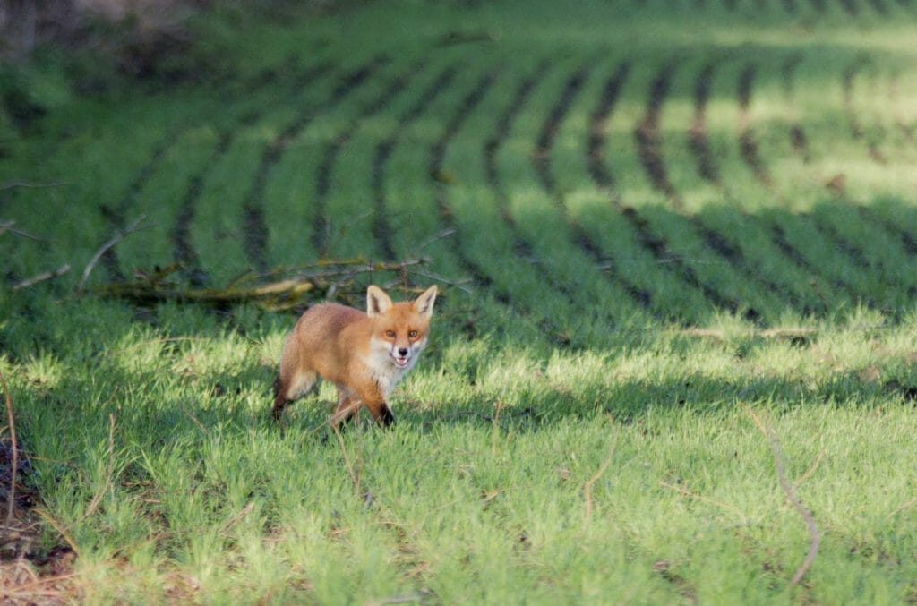 Fox infestation at a farm in Maidstone, Kent | Dead Fox Removal Services
