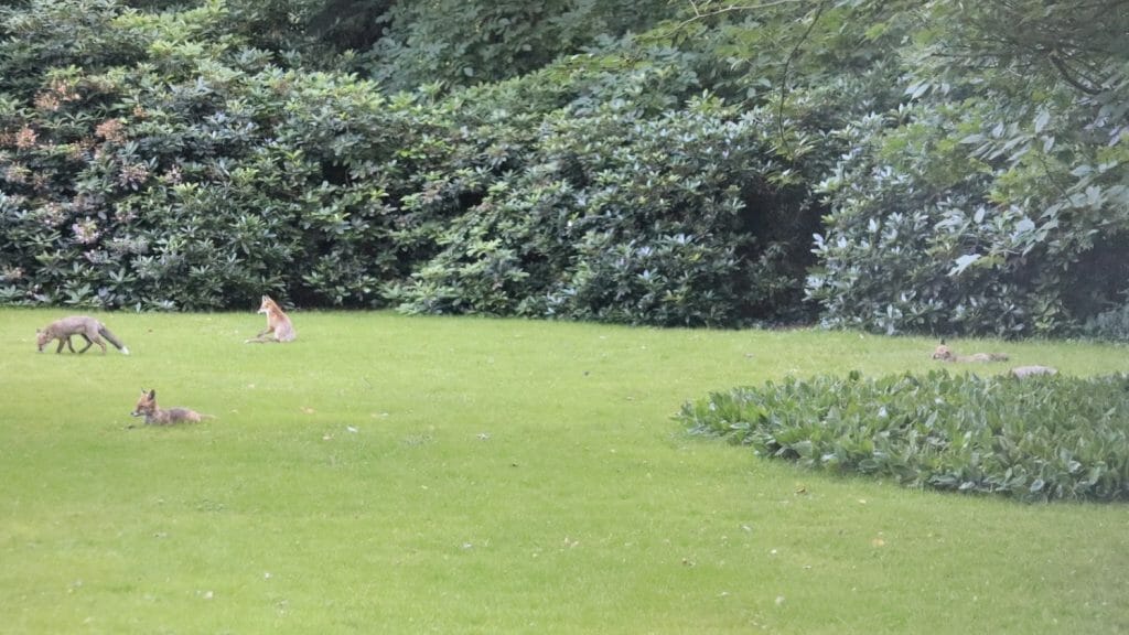 an infestation of five foxes found in a garden in maidstone, kent