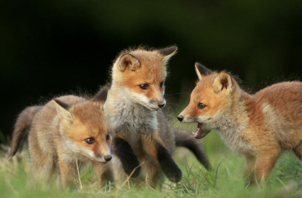 fox cubs found in sevenoaks, kent