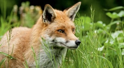 Close up of a fox found in a garden in Maidstone, Kent