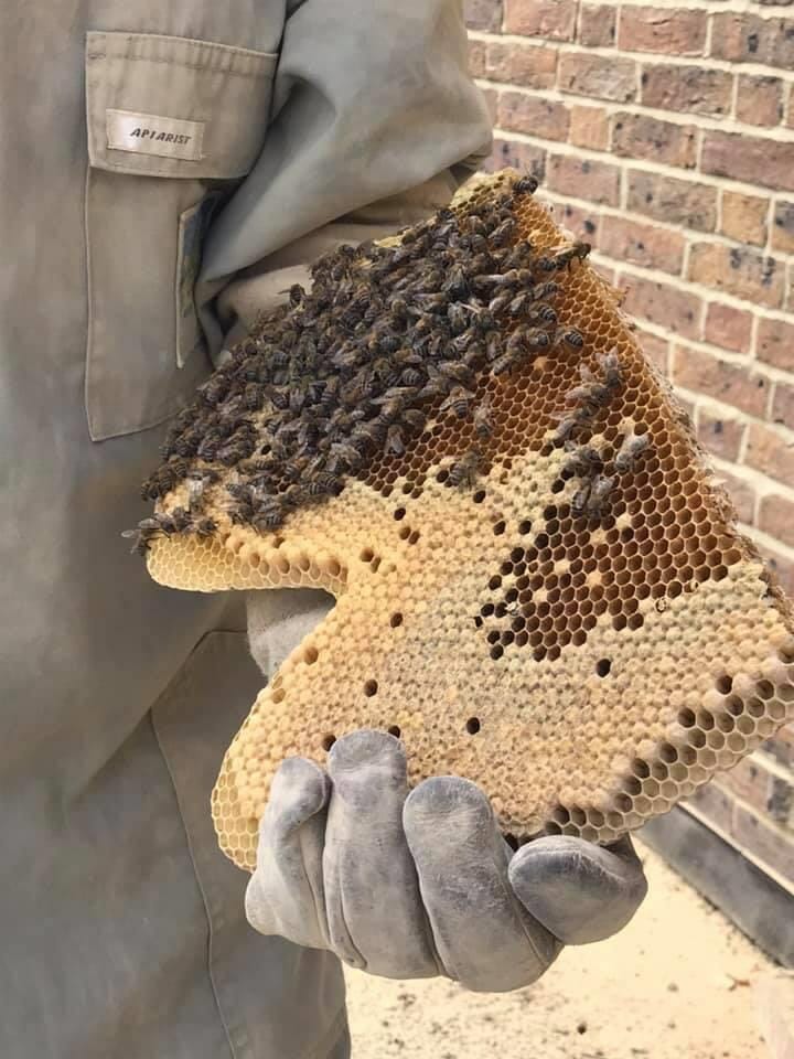 honeycomb and honey bee colony removed from a home in maidstone kent