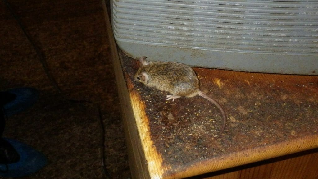 mouse found in a loft in sittingbourne, kent
